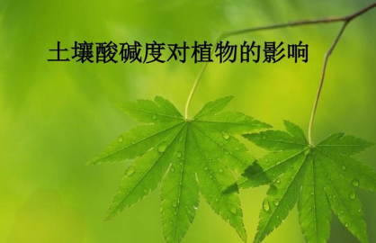 掌握土壤酸堿度，為植物生長保駕護(hù)航